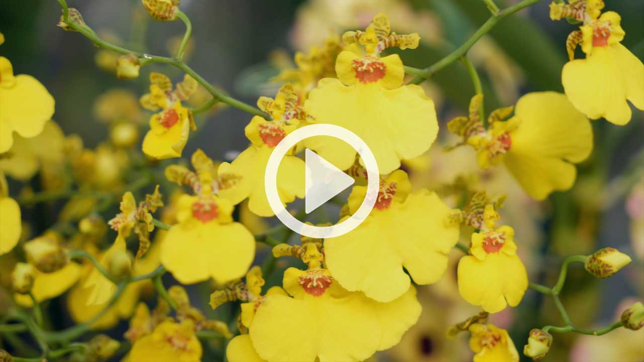 Orchideen - Vielfalt & Pflege {{brizy_dc_image_alt imageSrc=