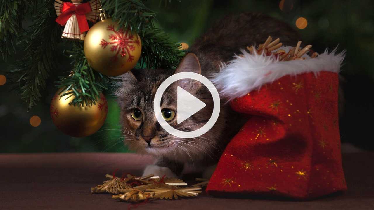 Fichte, Tanne, Kiefer {{brizy_dc_image_alt imageSrc=