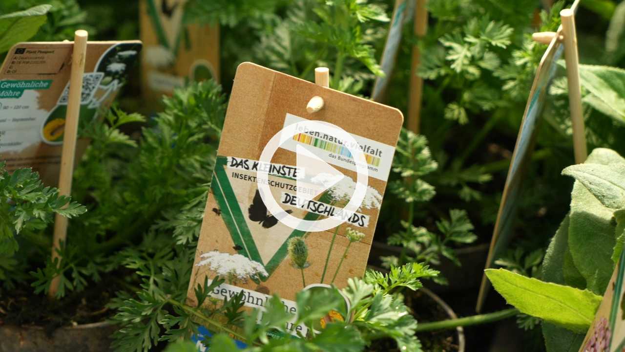 Das kleinste Insektenschutzgebiet {{brizy_dc_image_alt imageSrc=