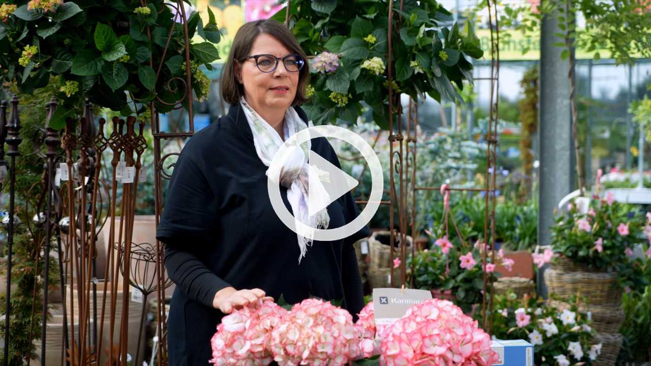 Hortensien - Sorten & Besonderheiten {{brizy_dc_image_alt imageSrc=