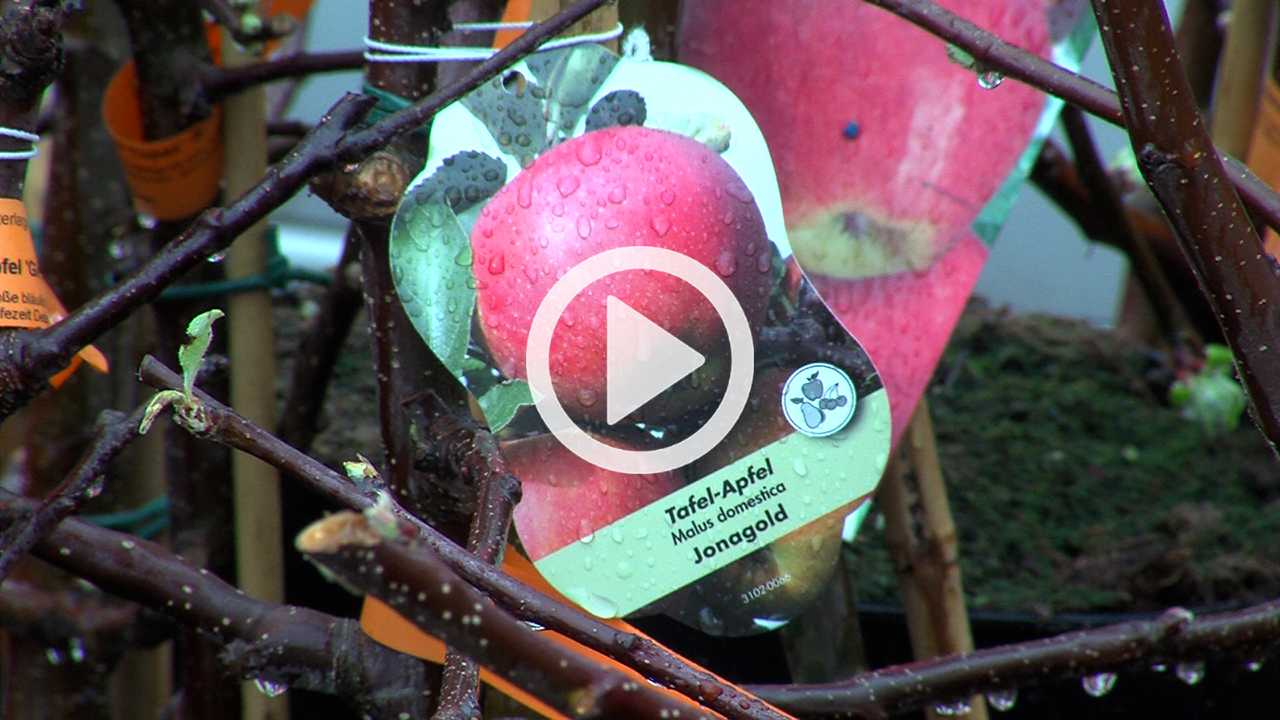 Videopfeil_700 Apfelbäume_720_IrfanView 700 Apfelbäume