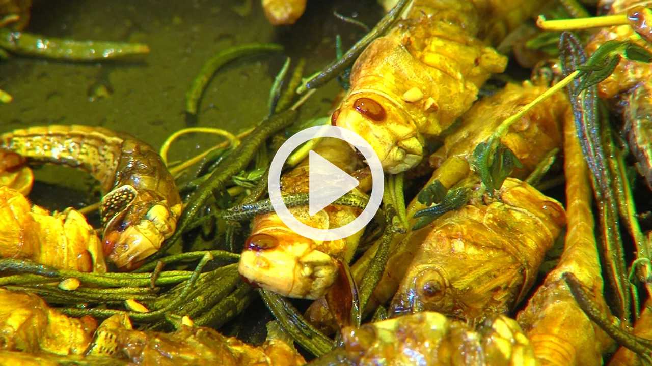 Insektenküche vs Burger & Co