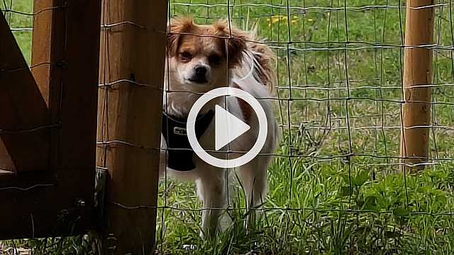 Hundewiese 2.0