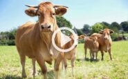 Alte Rasse - bester Geschmack