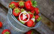 Erdbeeren frisch vom Feld